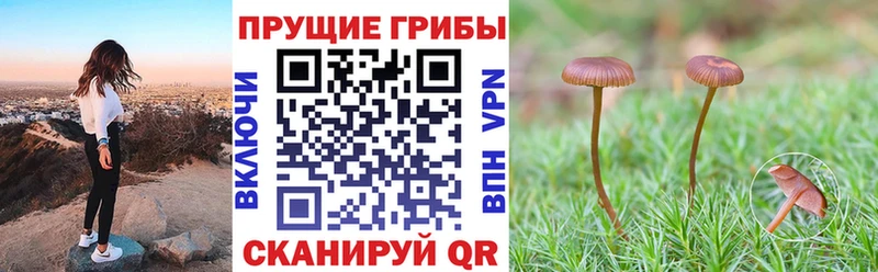 Купить закладки Новомичуринск Галлюциногенные грибы мицелий